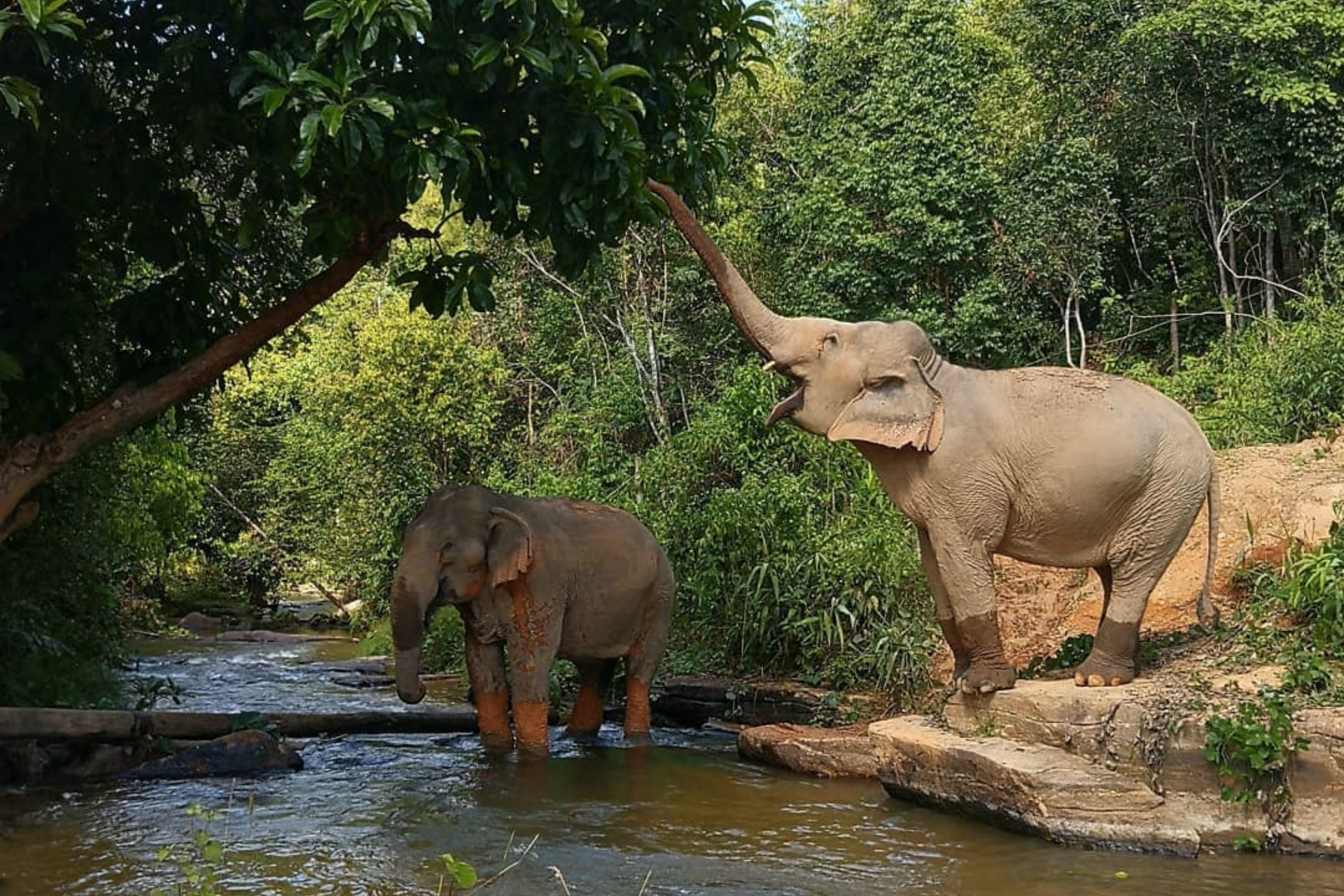 Elephant Experience