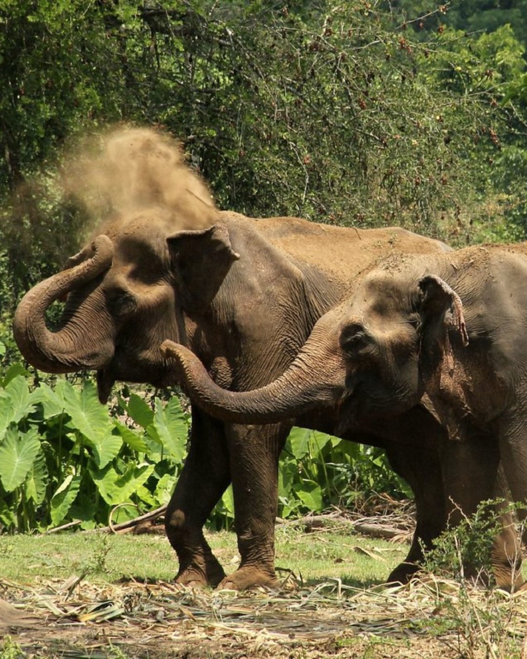 Ethical Elephant Experience