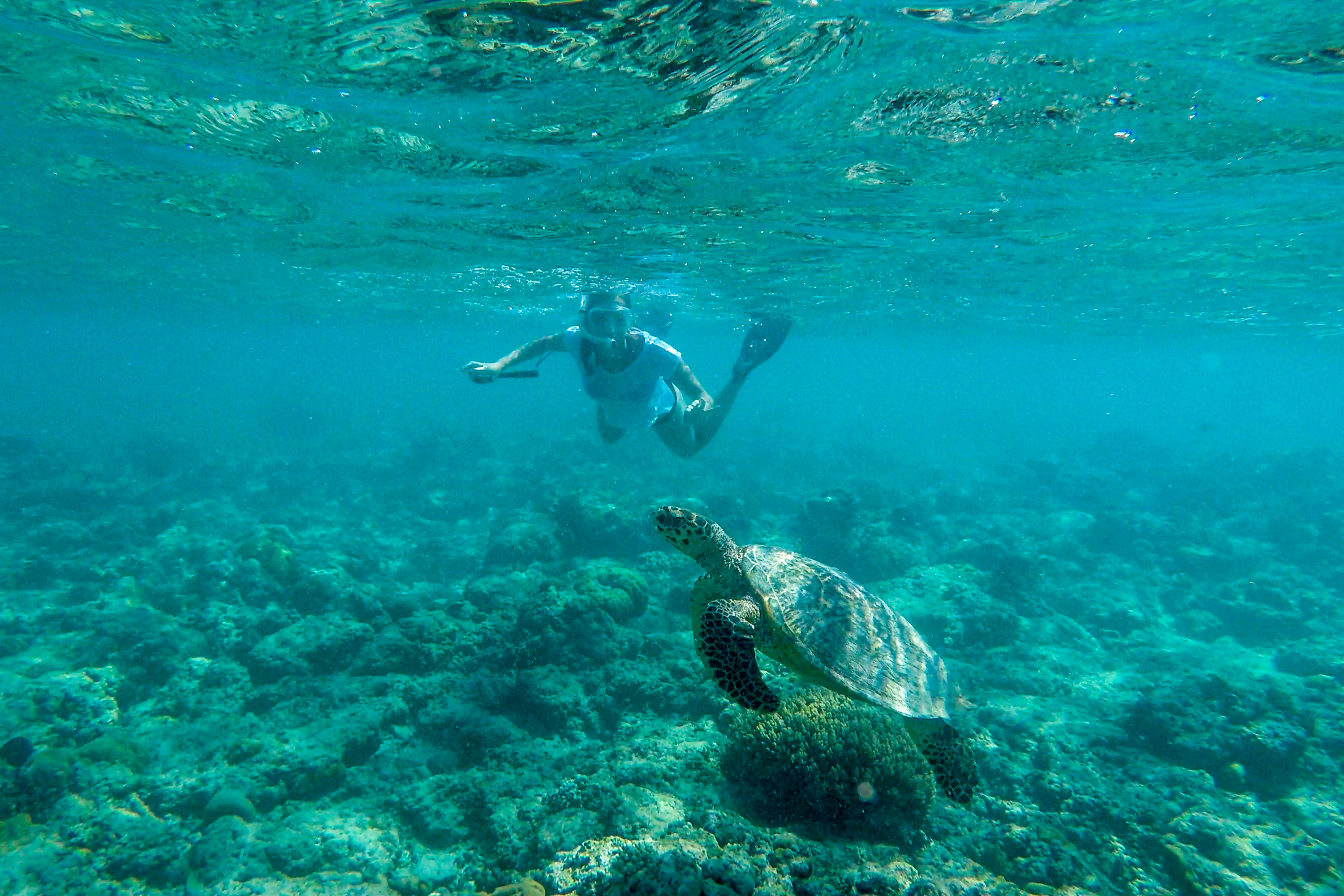 Surfing & Snorkelling