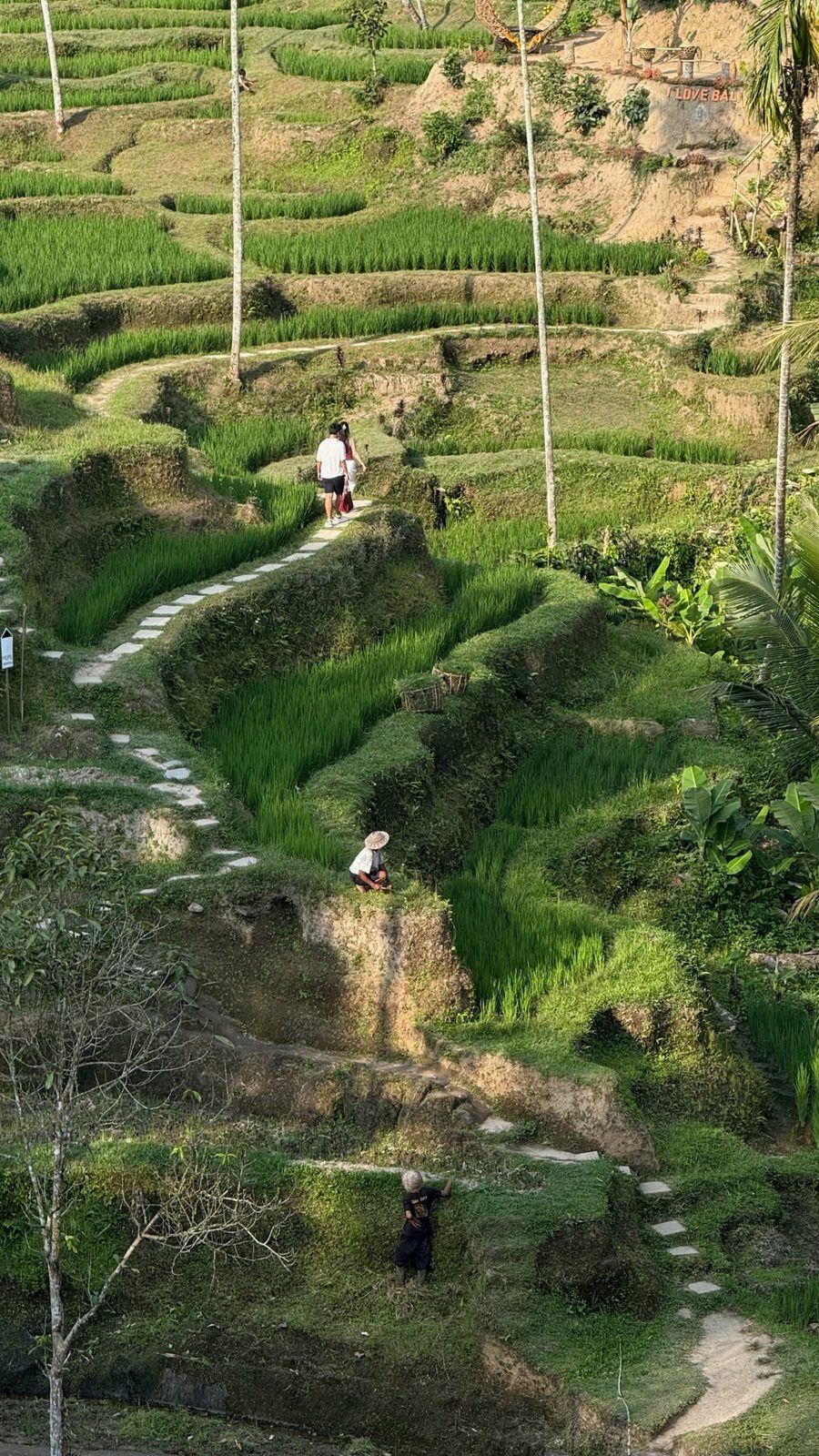 Hot Springs & Rice Terraces
